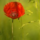 poppy in early morning sunlight